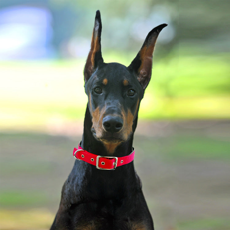 Medium and large dog collars