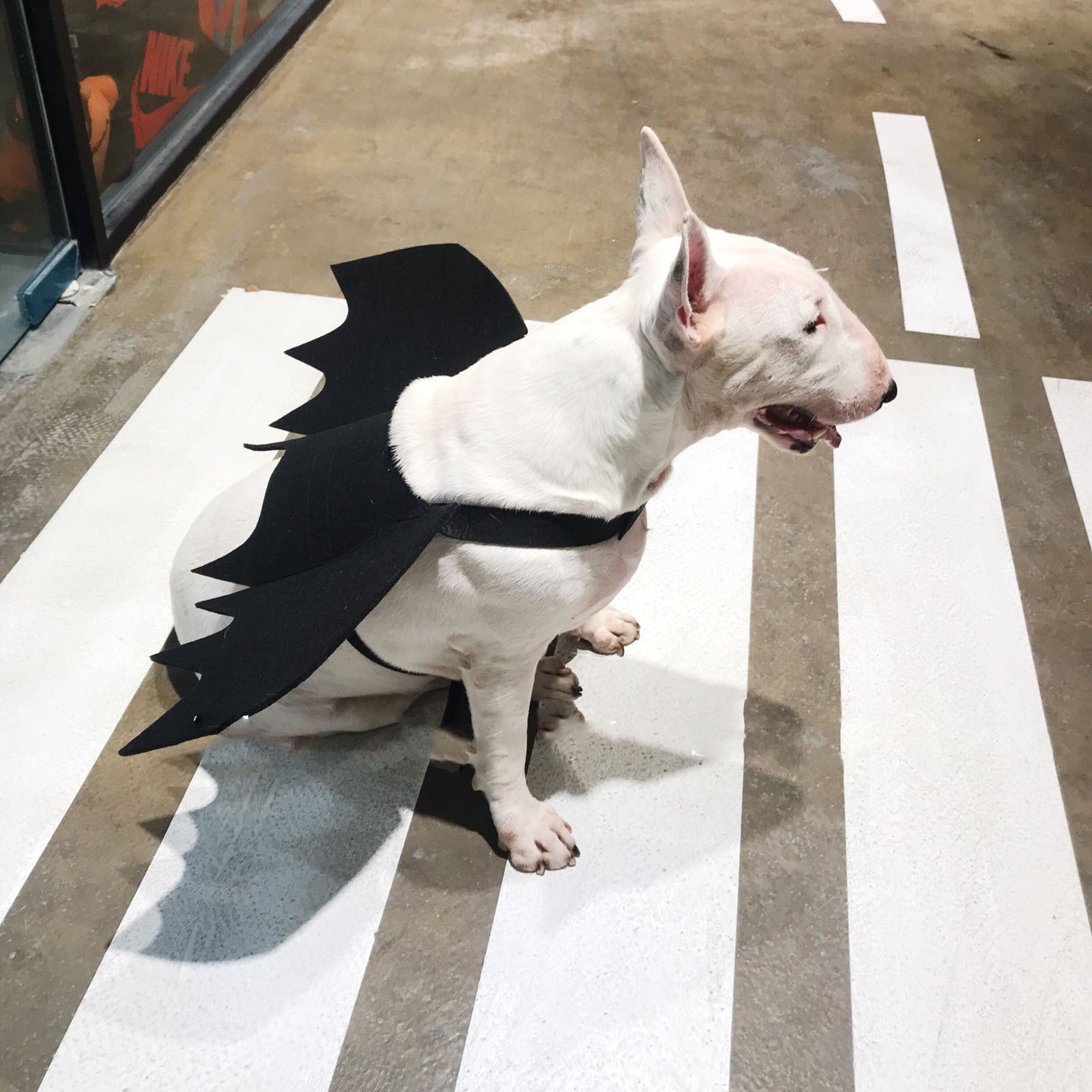 Pet Bat Wings Transformed Into Dog Accessories