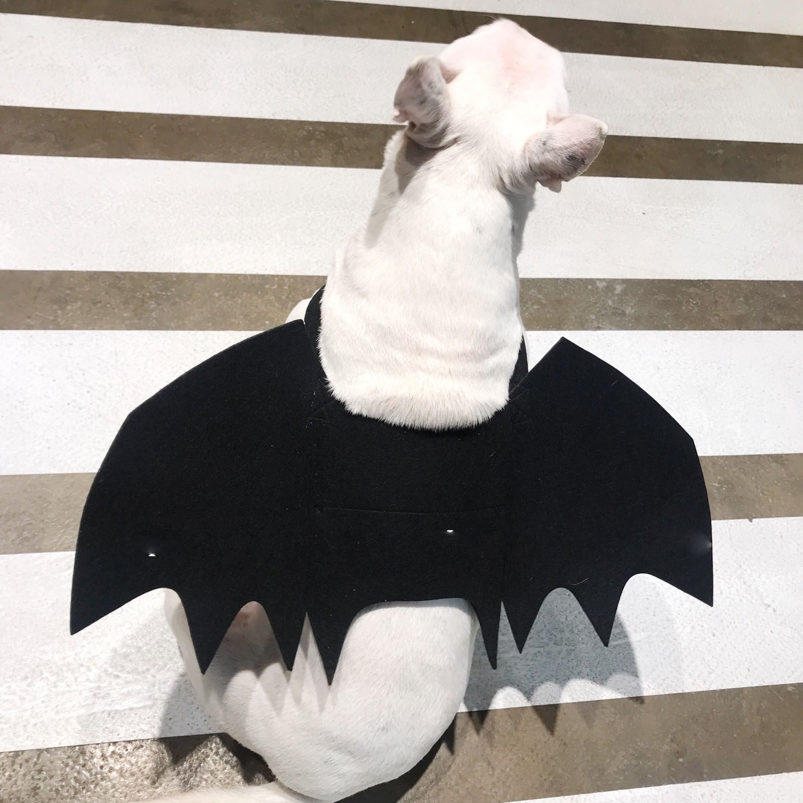 Pet Bat Wings Transformed Into Dog Accessories